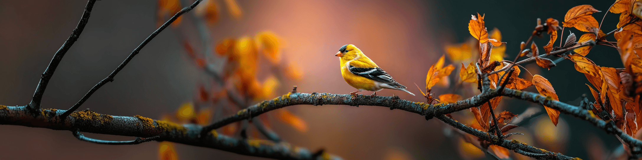 The Goldfinch in Winter