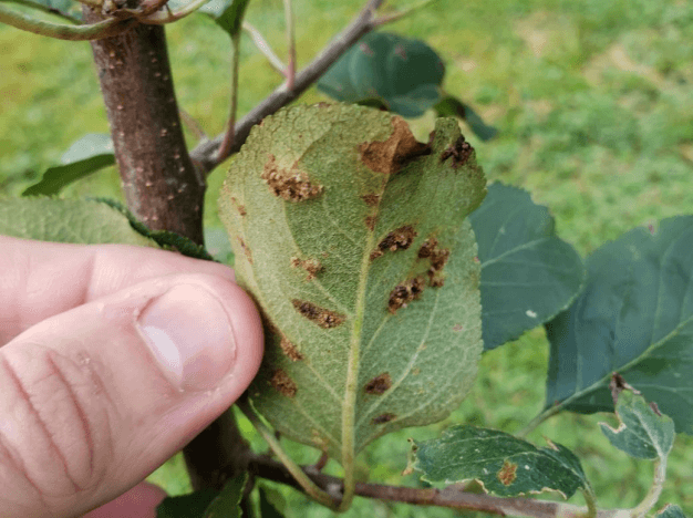 Rust&Blight-CedarBlight.png