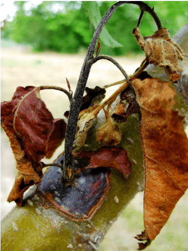 Rust&Blight-FireBlight.png