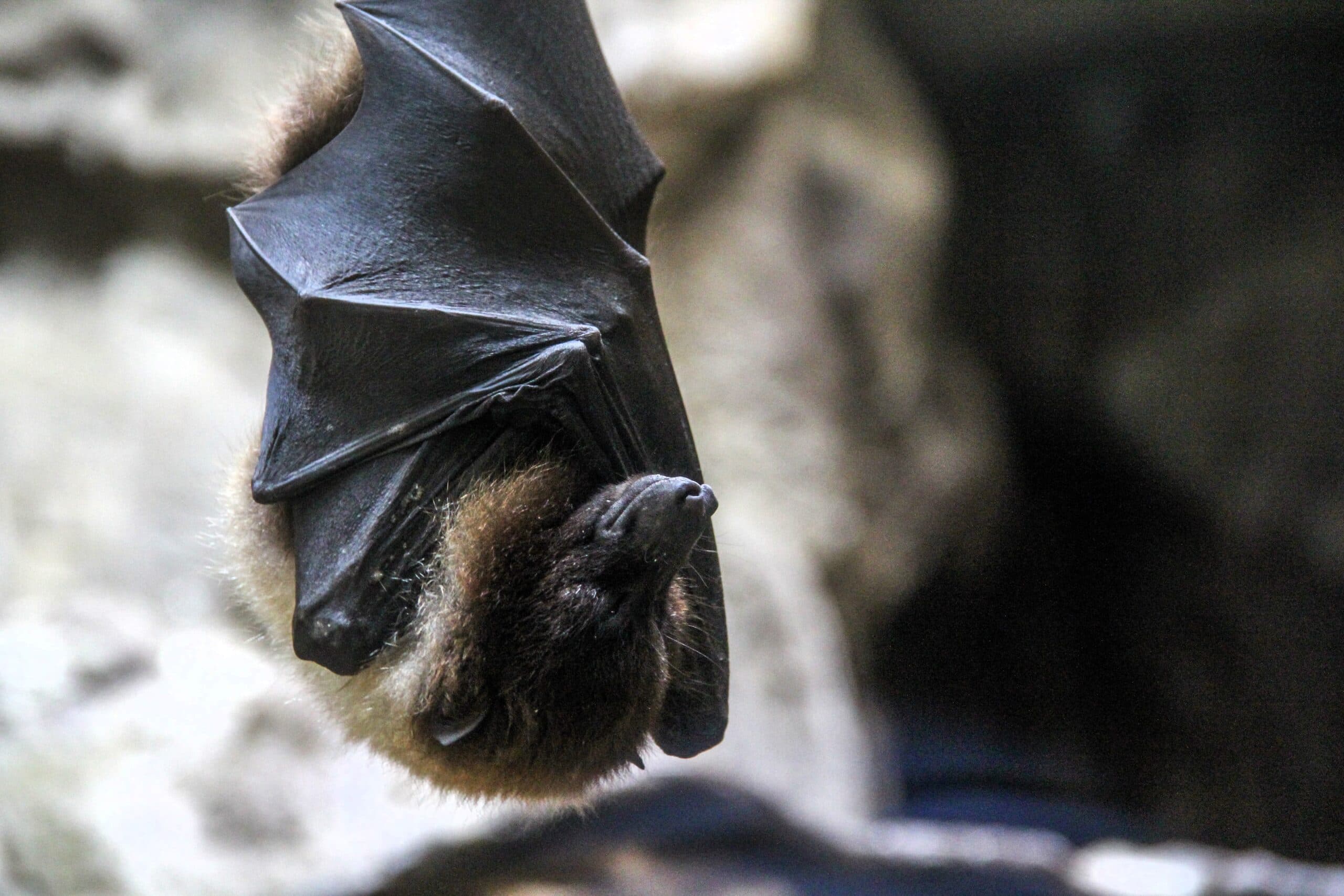 bat-1-3-2-scaled.jpg