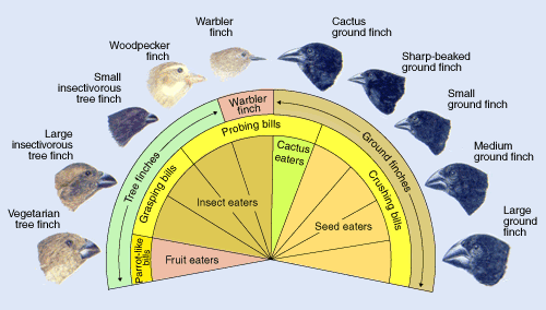 epsilon-theory-adaptive-investing-whats-your-market-dna-finches.gif