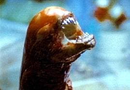 epsilon-theory-parasite-rex-january-12-2014-alien.jpg
