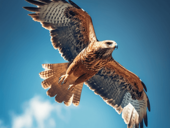 harperh_below_view_of_a_hawk_flying_in_a_clear_blue_sky_388d9f28-3291-46cb-a3ed-086f00506511-1.png
