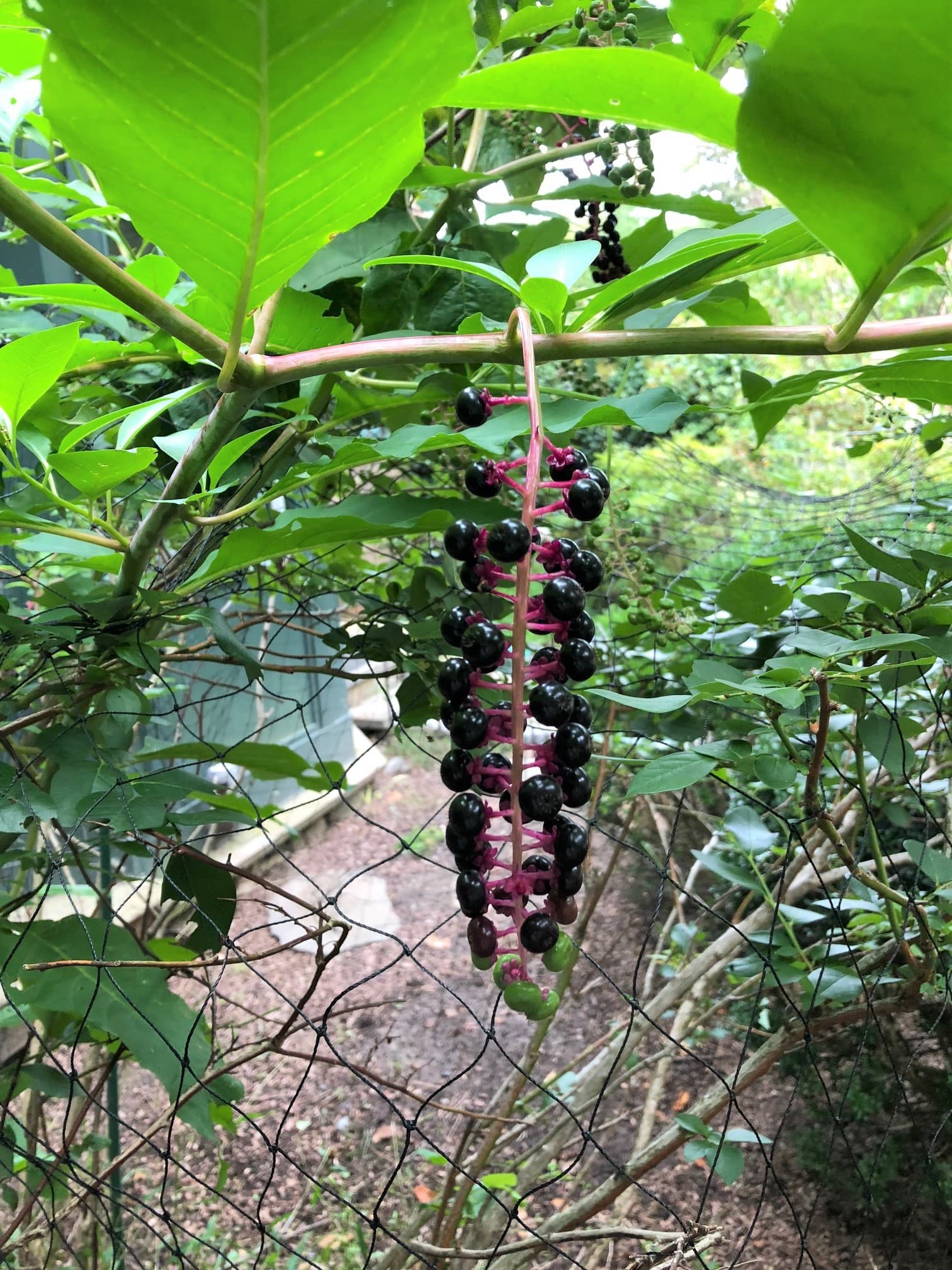 pokeberries.jpg