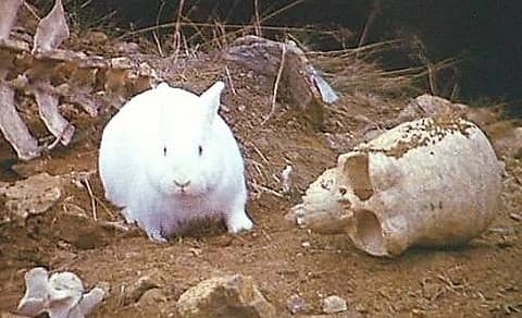 rabbit_unedited_rpq1jk.jpg